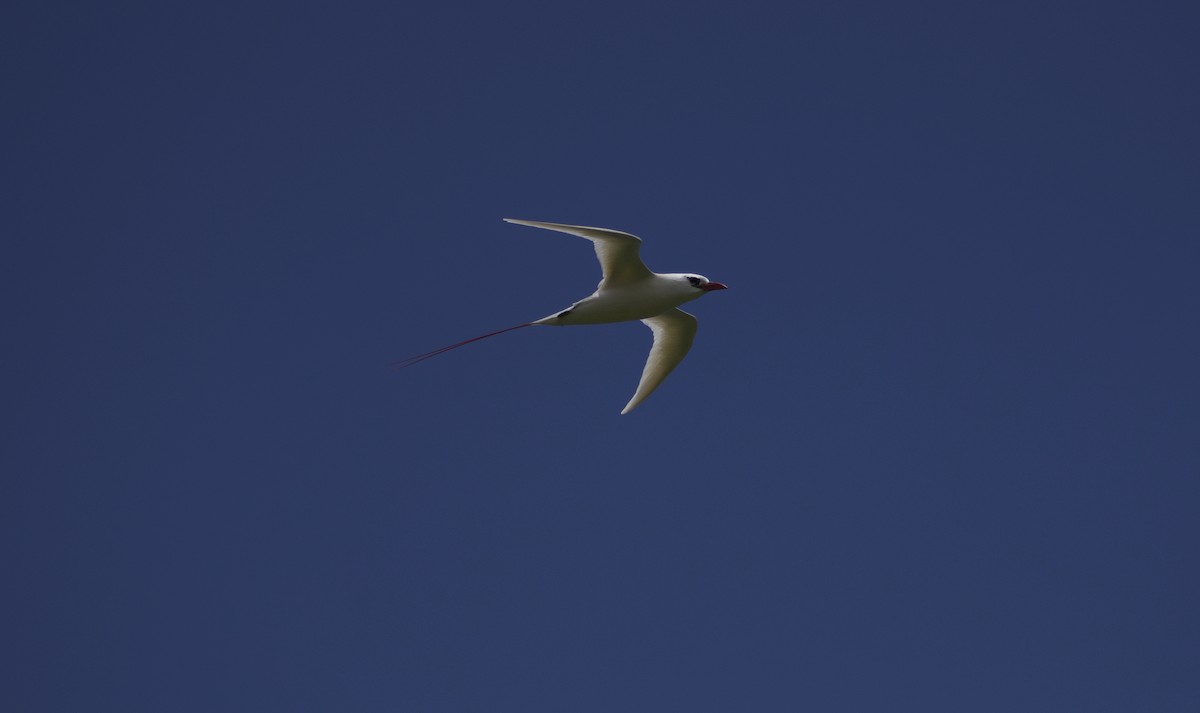 Red-tailed Tropicbird - Keane Sammon