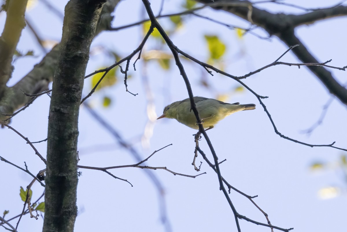 Icterine Warbler - Delfin Gonzalez