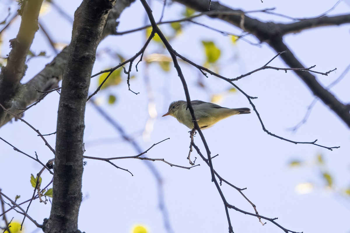 Icterine Warbler - Delfin Gonzalez