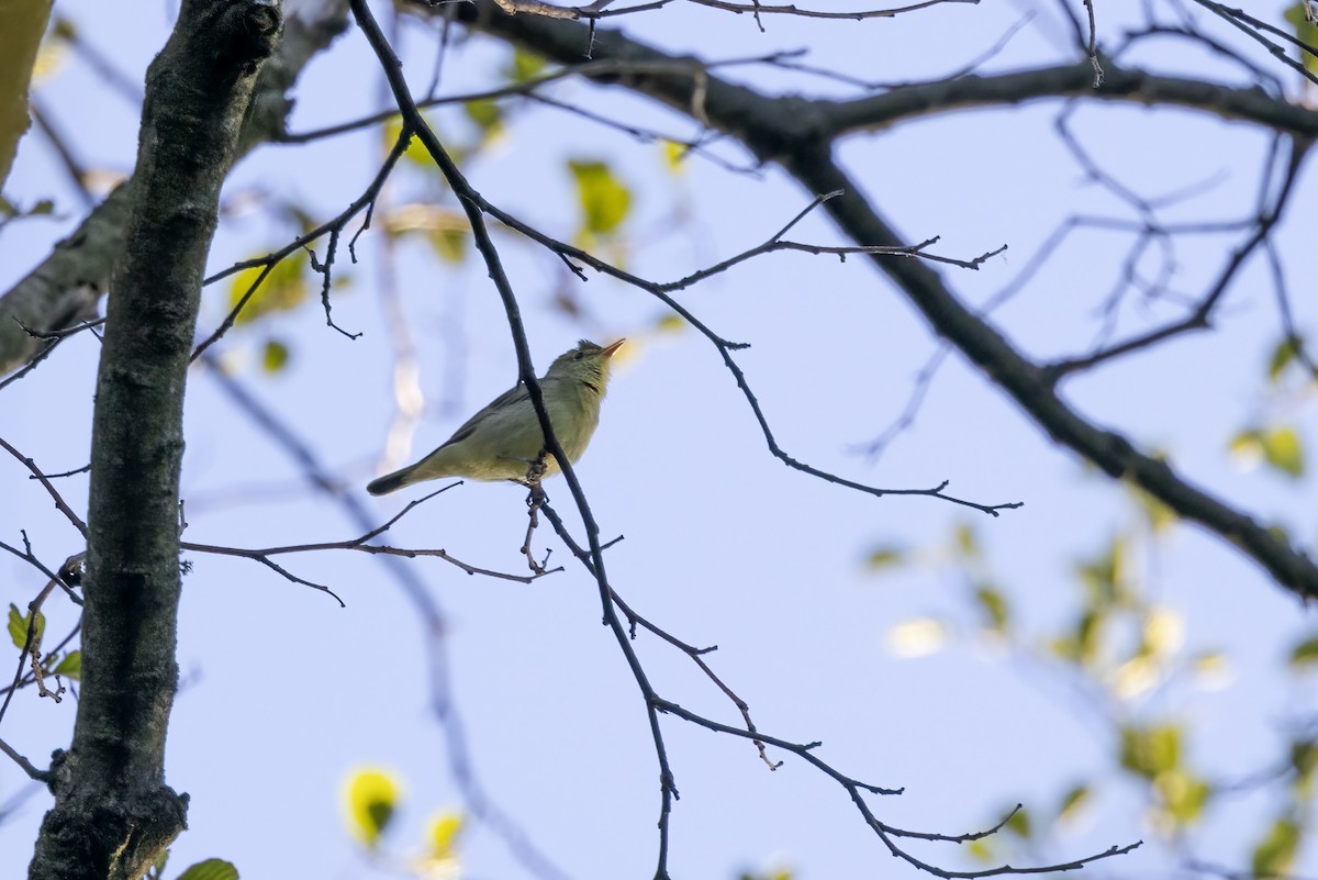 Icterine Warbler - Delfin Gonzalez