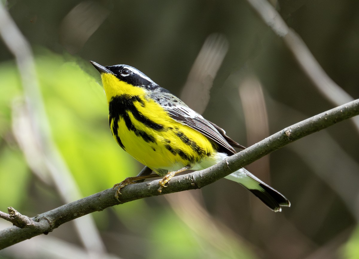 Magnolia Warbler - Greg Courtney