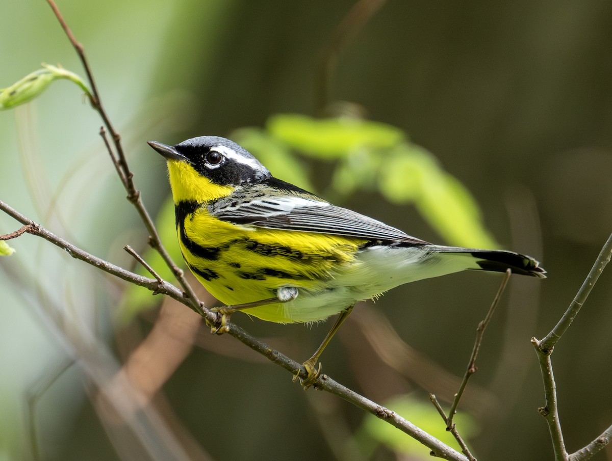 Magnolia Warbler - Greg Courtney