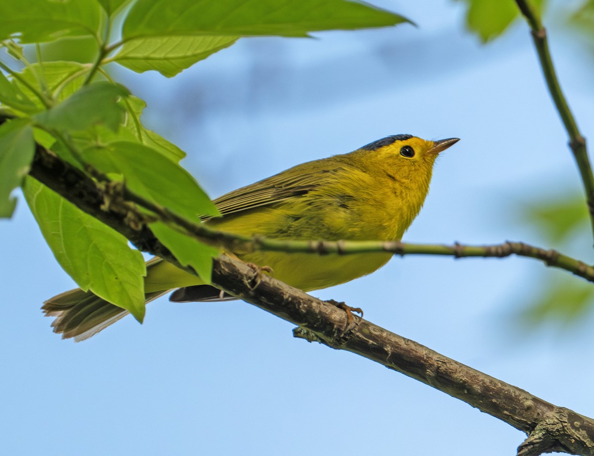 Wilson's Warbler - Greg Courtney