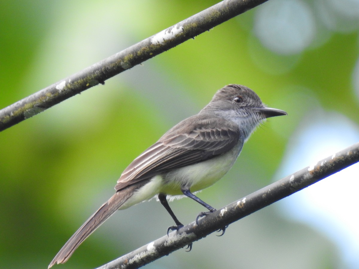 Short-crested Flycatcher - Justin Harris