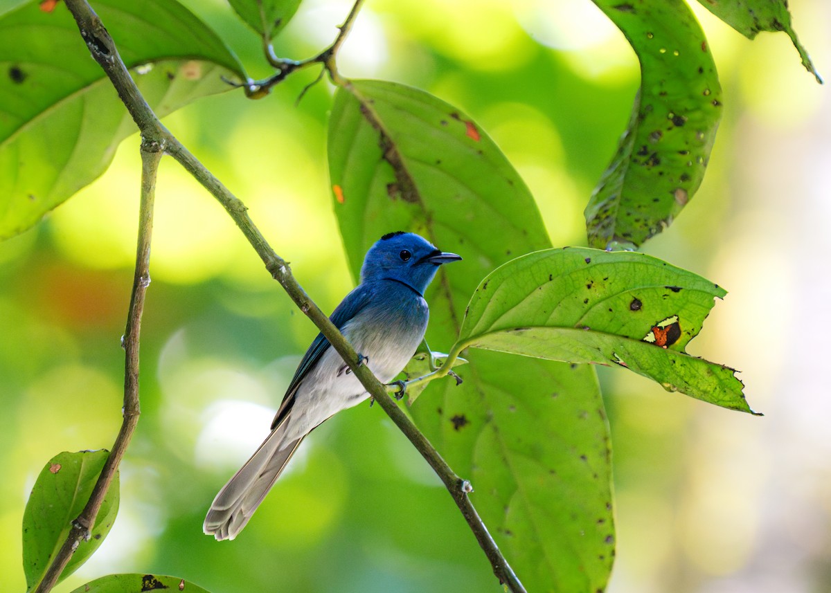 Black-naped Monarch - ML619519518