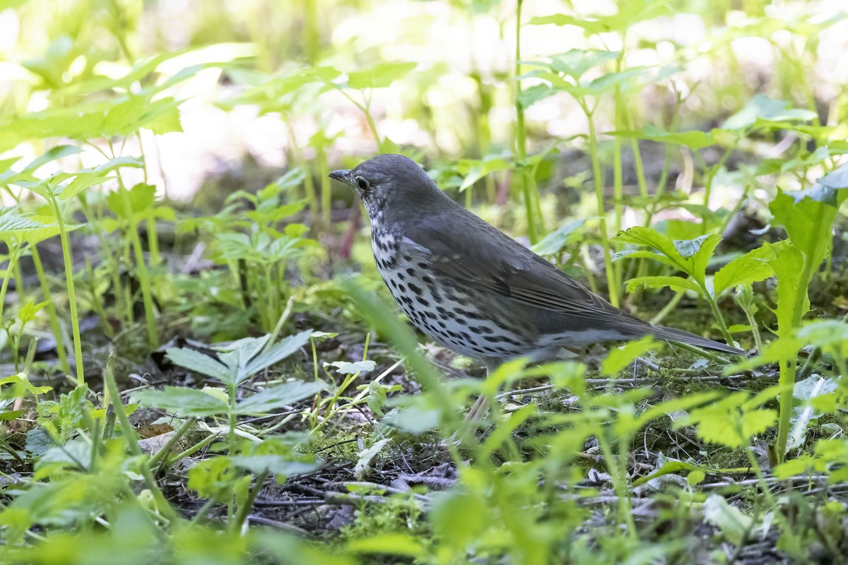 Song Thrush - Delfin Gonzalez