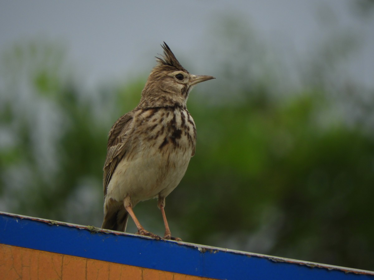 Crested Lark - Miroslav Mareš