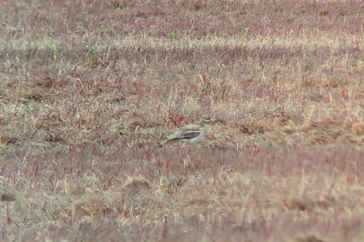 Eurasian Thick-knee - ML619519528