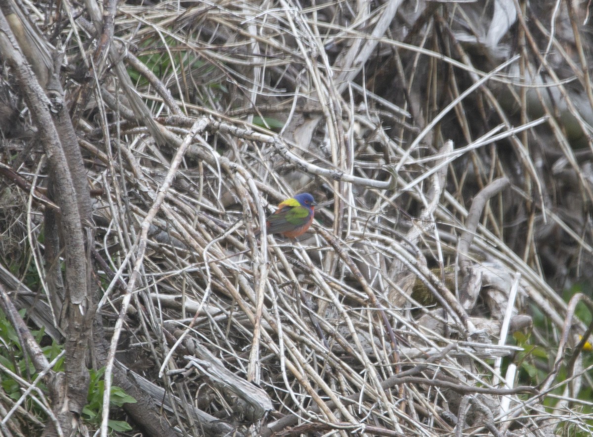 Passerin nonpareil - ML619519529