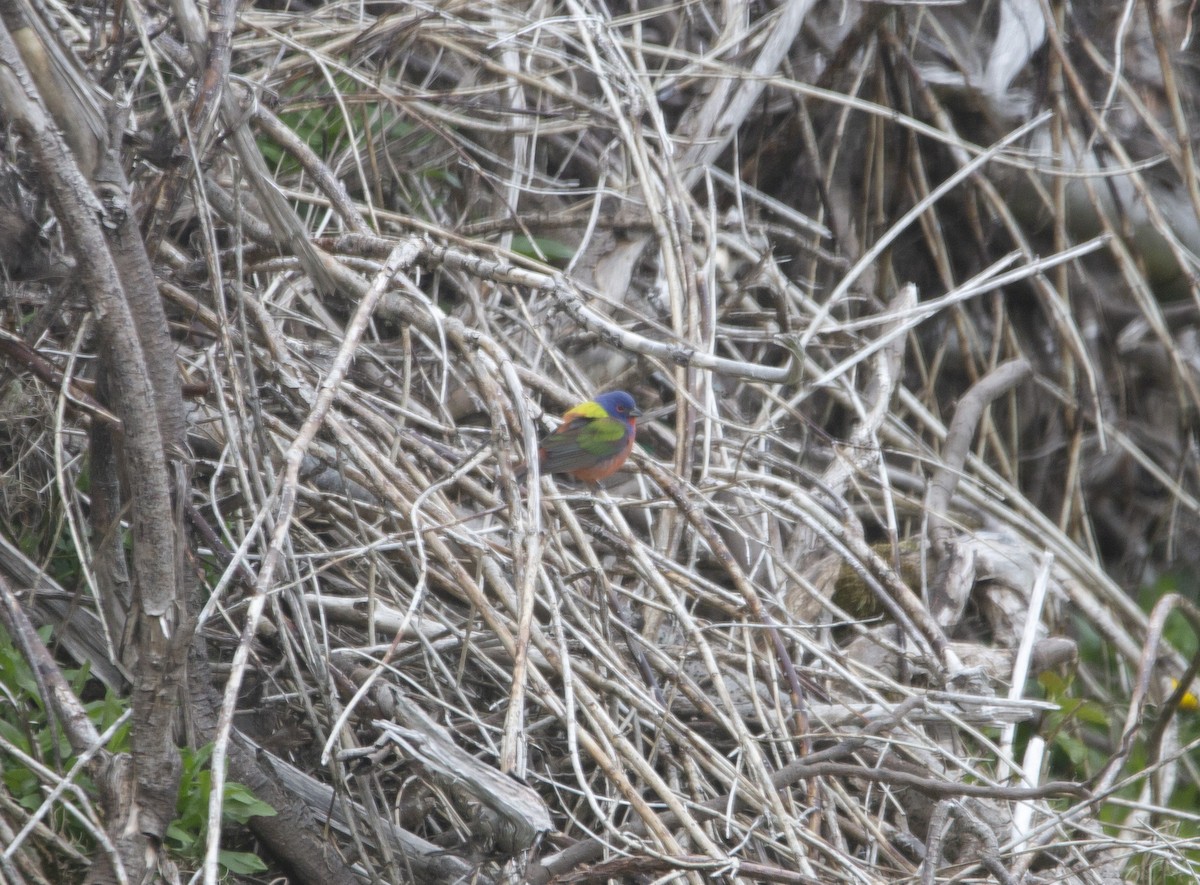 Painted Bunting - Vernon Buckle