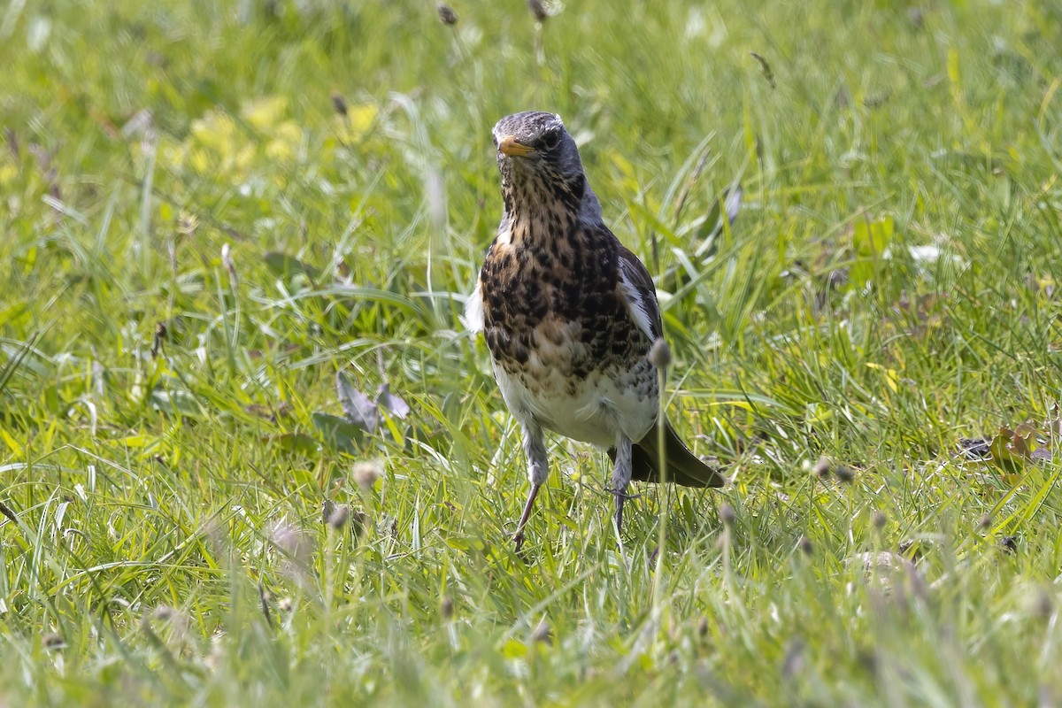 Fieldfare - Delfin Gonzalez