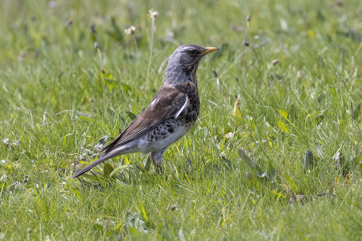 Fieldfare - Delfin Gonzalez