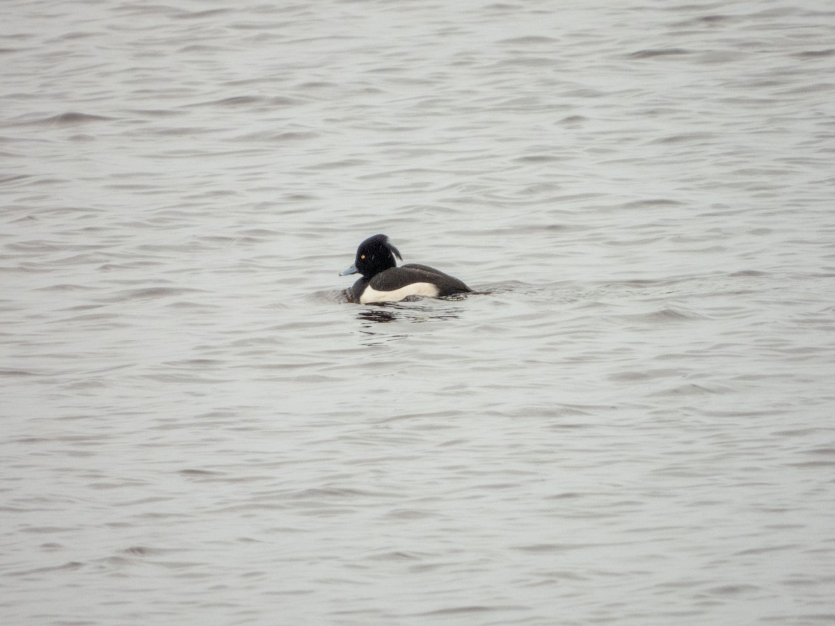 Tufted Duck - Jan-Rune Ericson