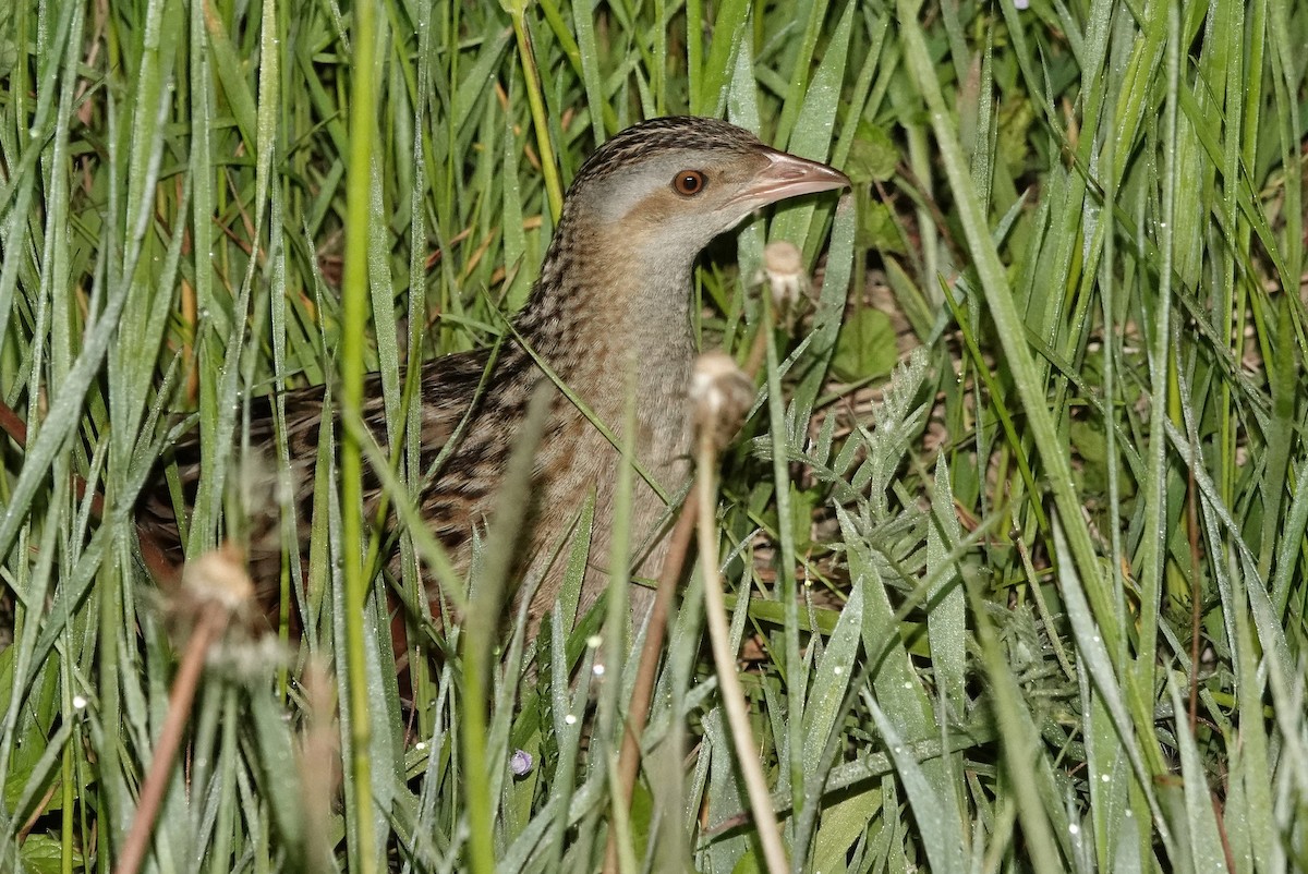 Corn Crake - Thomas Gibson