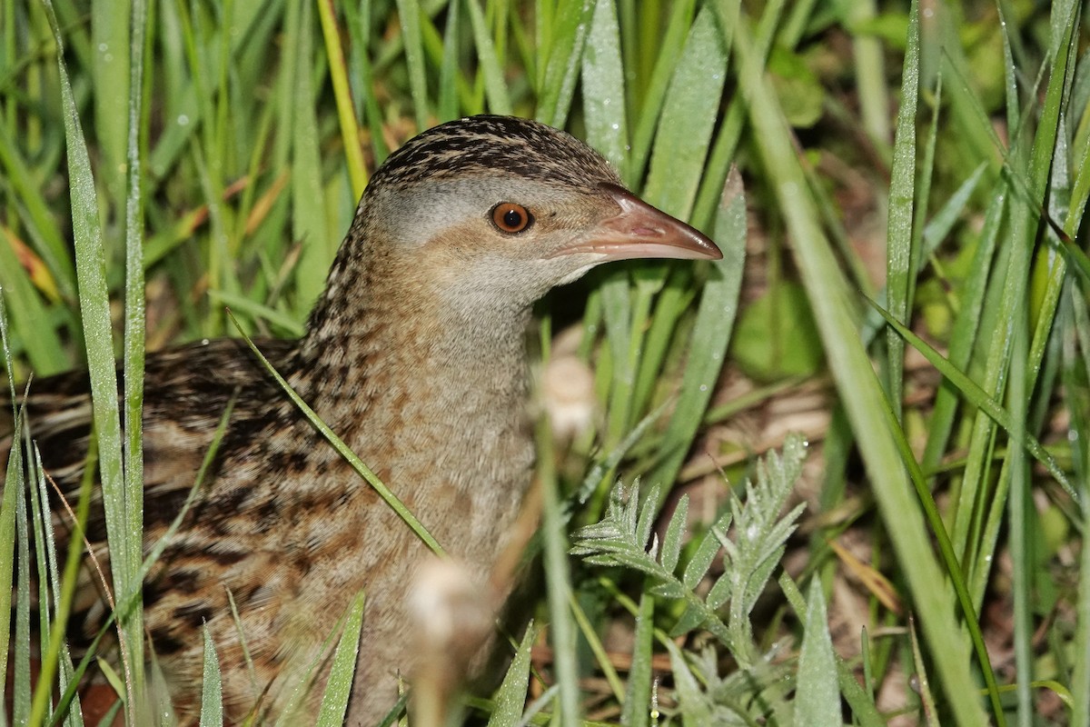 Corn Crake - Thomas Gibson