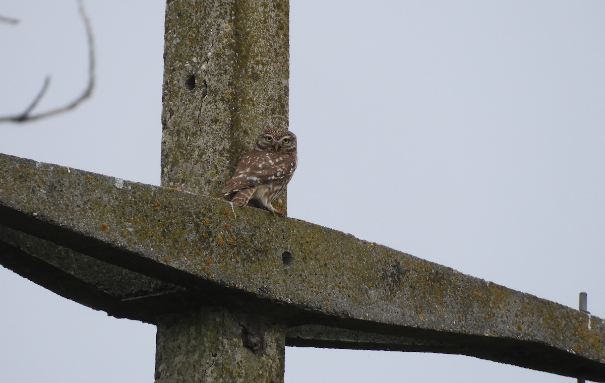 Little Owl - Miroslav Mareš