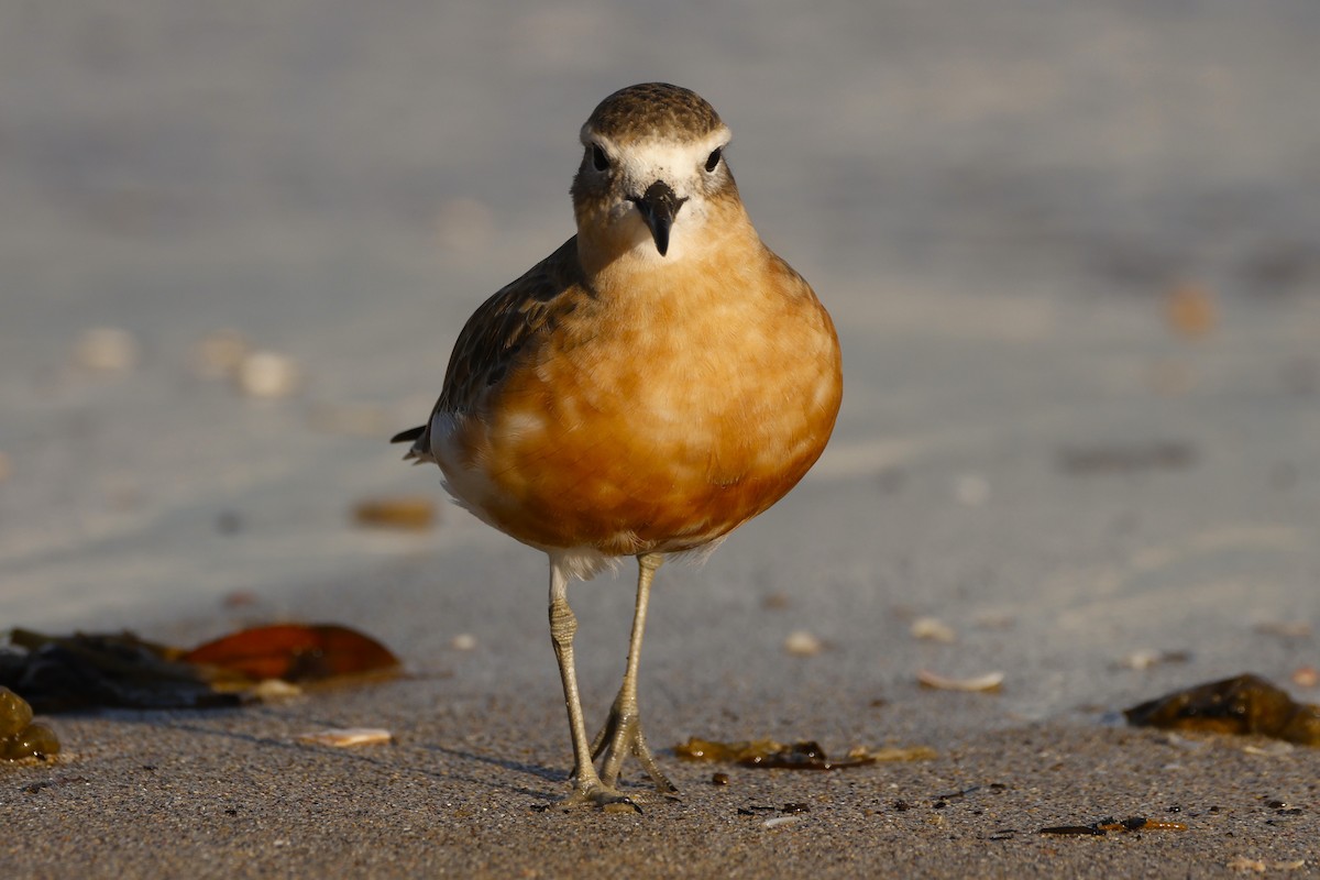 Red-breasted Dotterel - John Mills