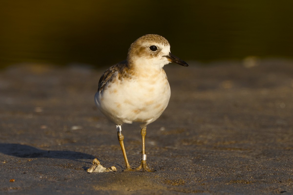 Red-breasted Dotterel - John Mills