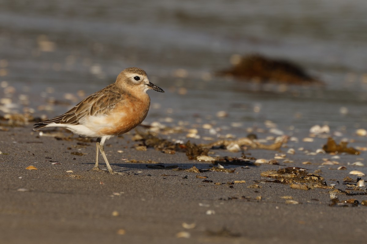 Red-breasted Dotterel - John Mills