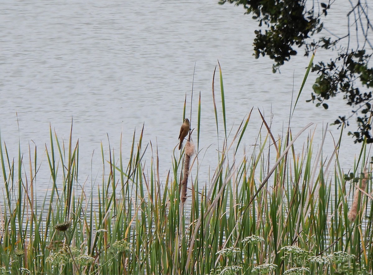 Great Reed Warbler - ML619519572