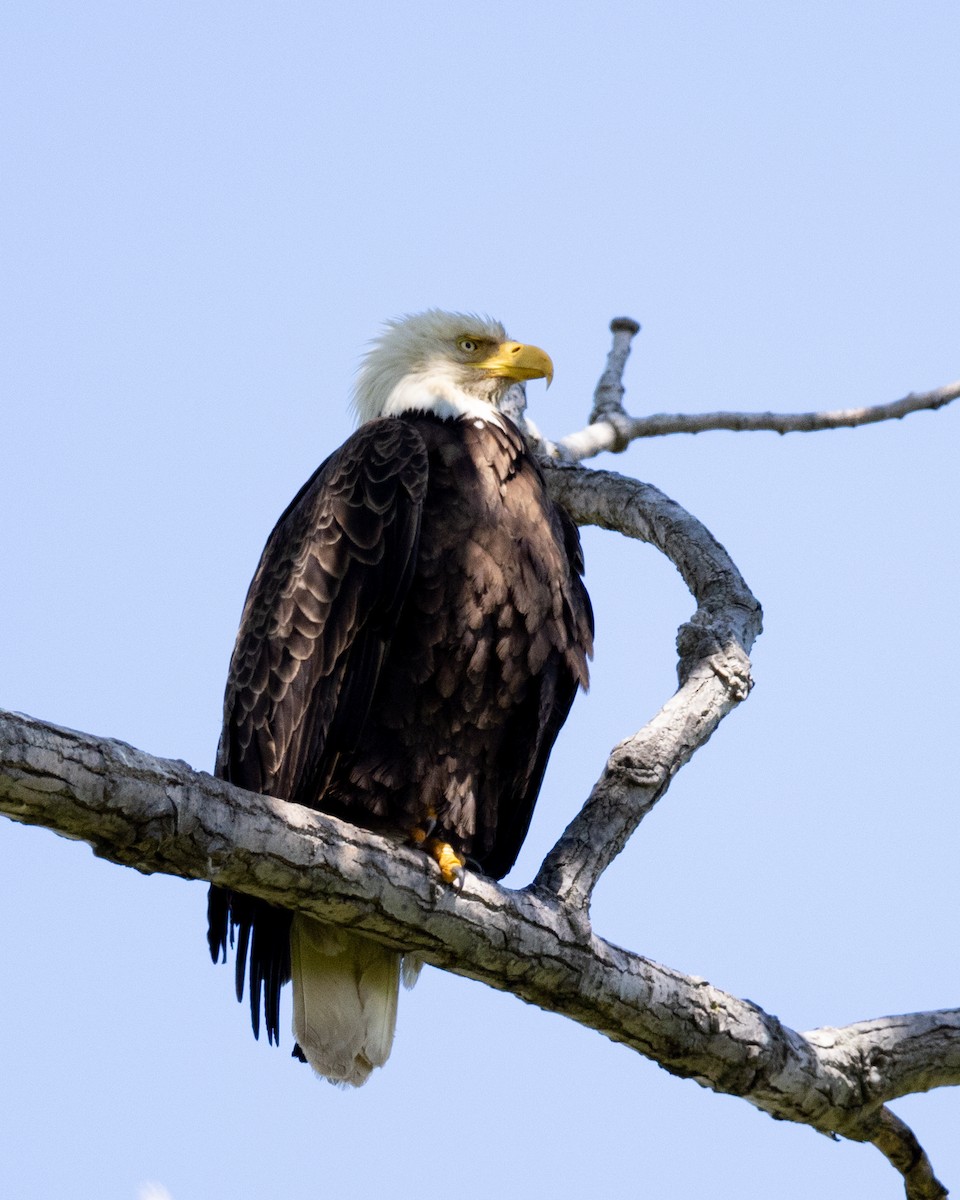 Bald Eagle - Varun Sharma