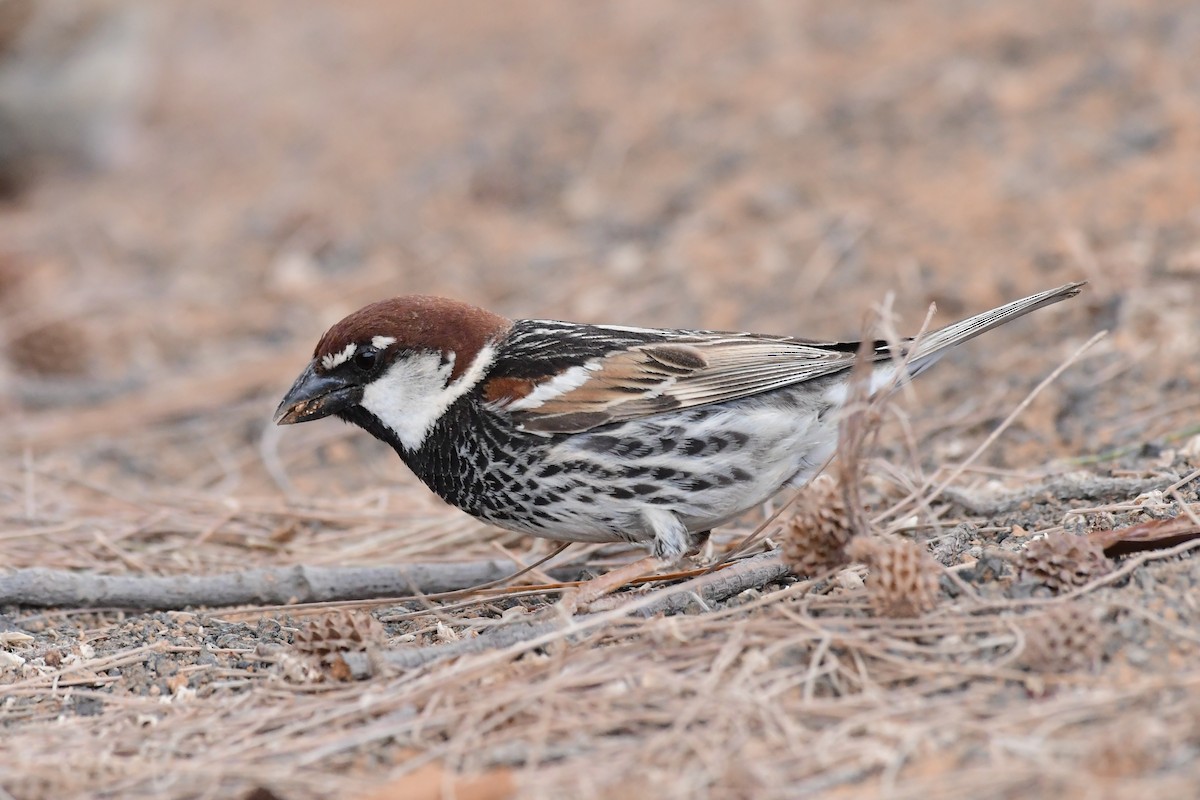 Spanish Sparrow - Igor Długosz