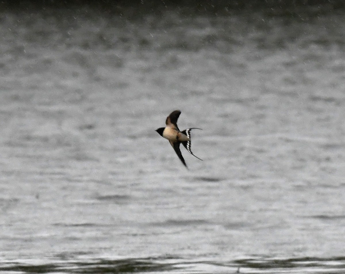 Barn Swallow (White-bellied) - A Emmerson