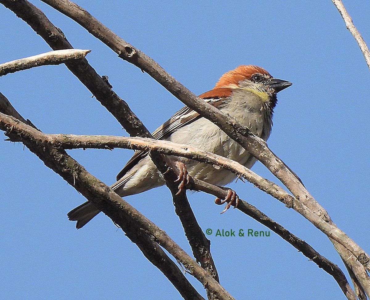 Russet Sparrow - ML619519595