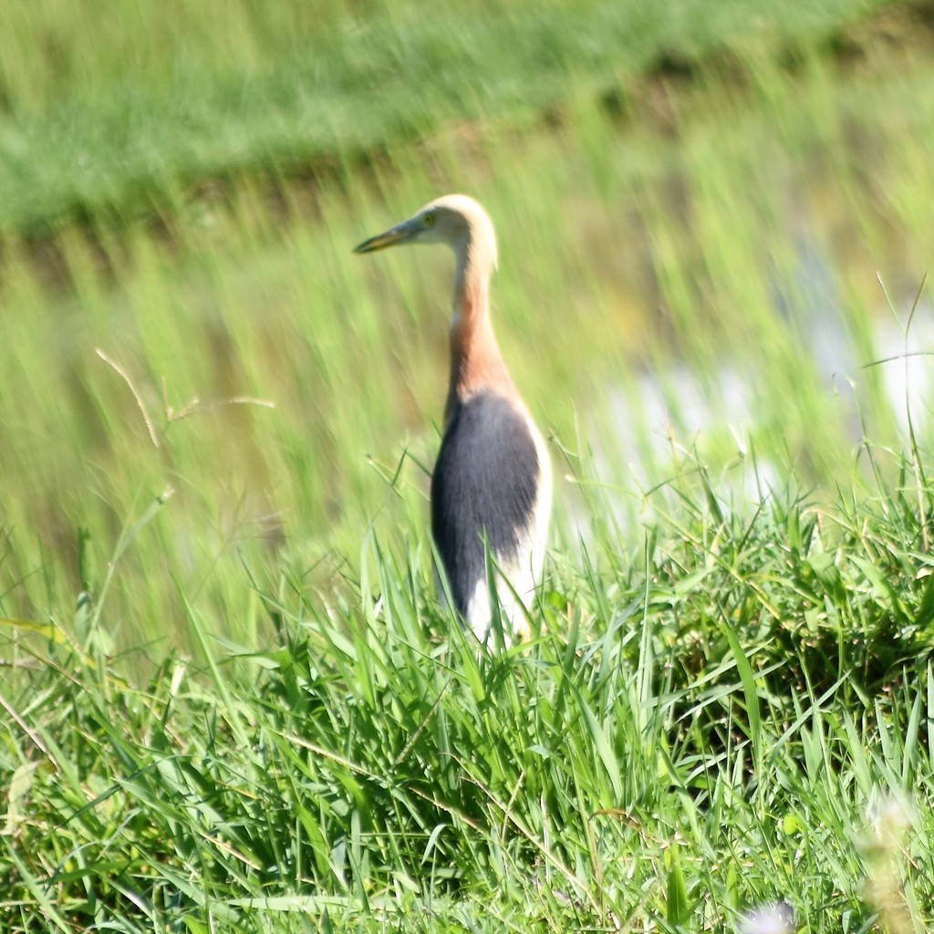 Javan Pond-Heron - ML619519597