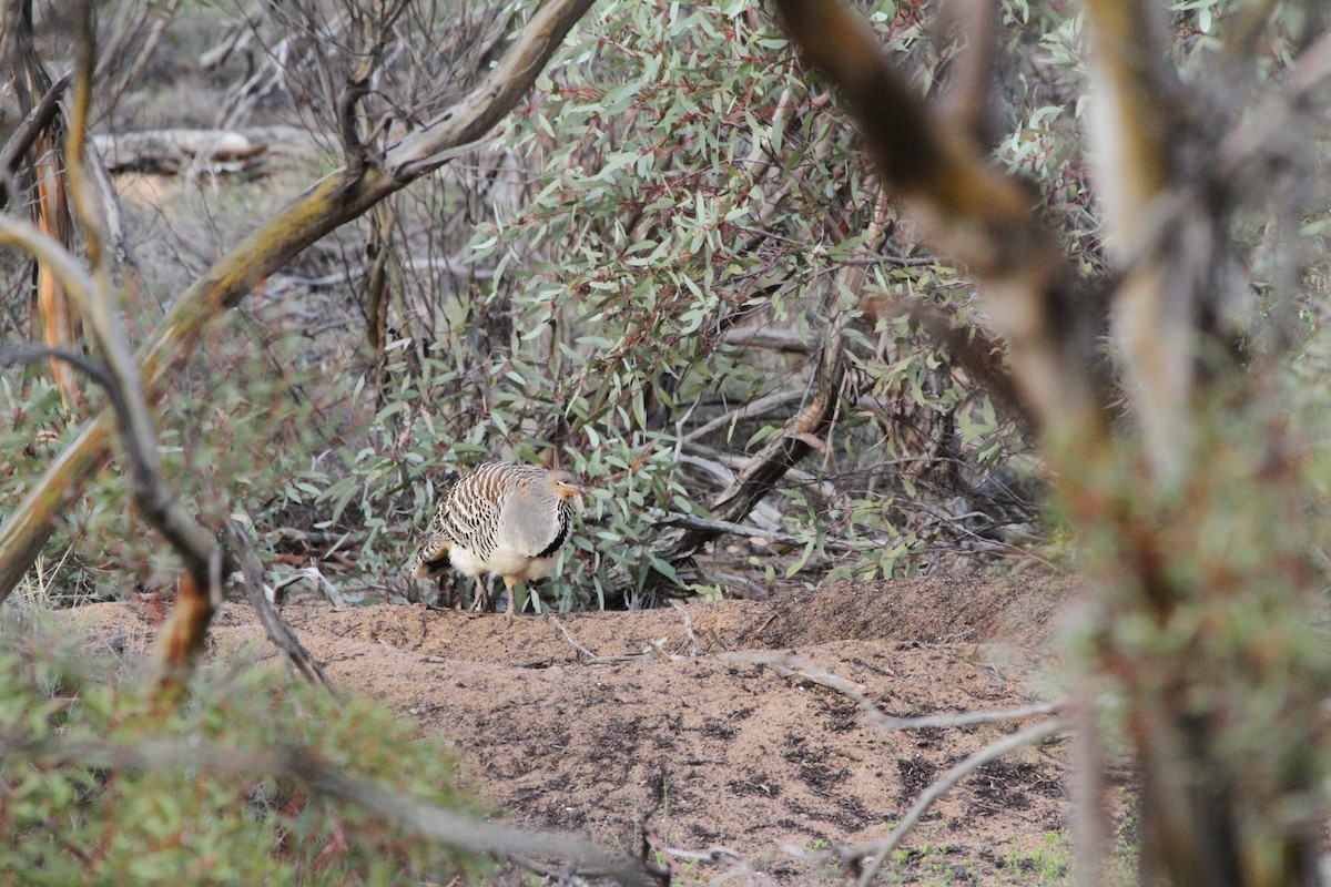 Malleefowl - ML619519598