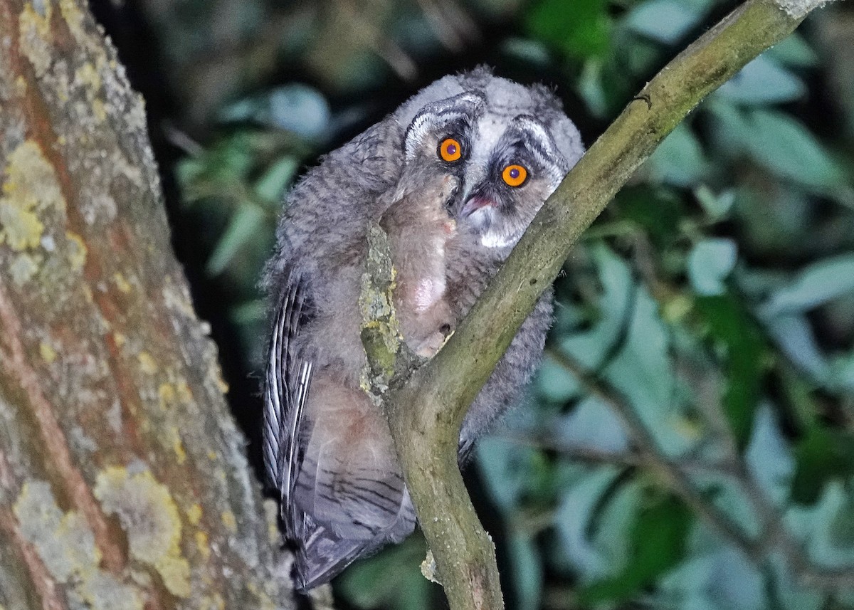 Long-eared Owl - Thomas Gibson