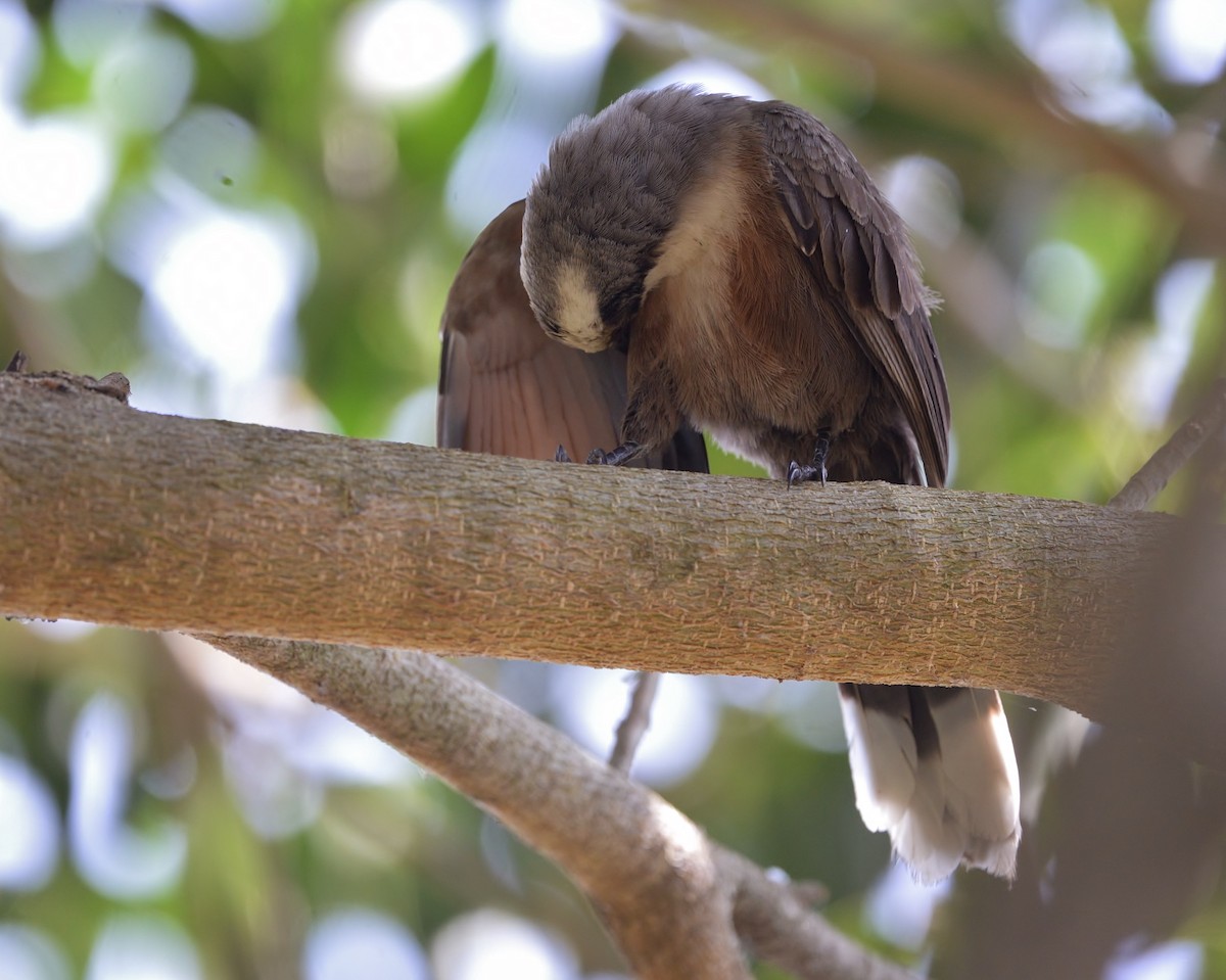 Gray-crowned Babbler - ML619519605