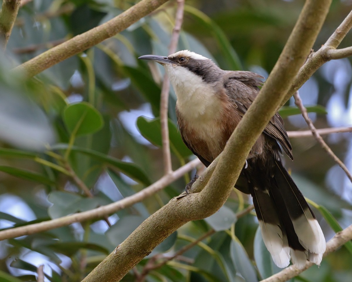 Gray-crowned Babbler - Peter Storer