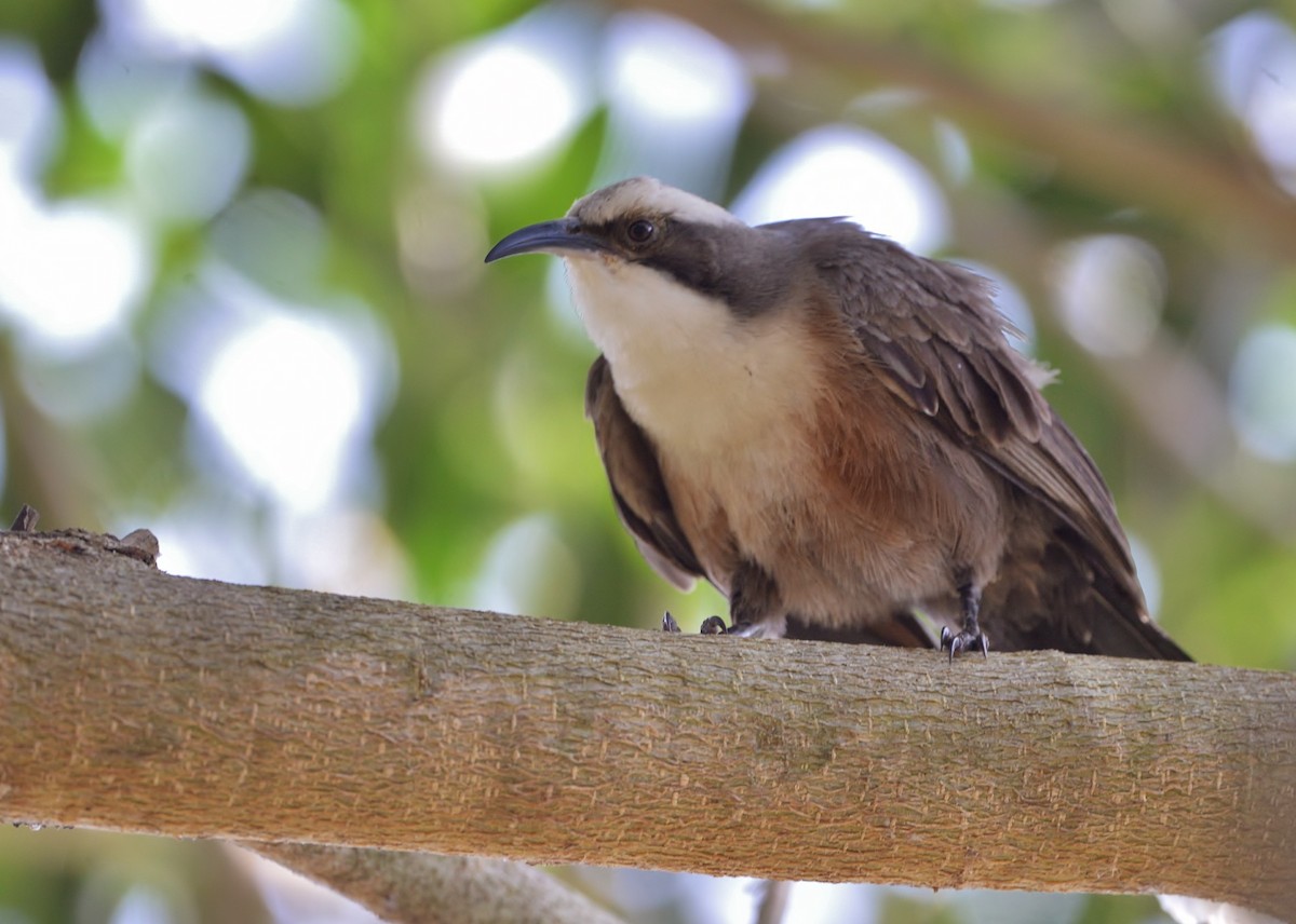 Gray-crowned Babbler - Peter Storer