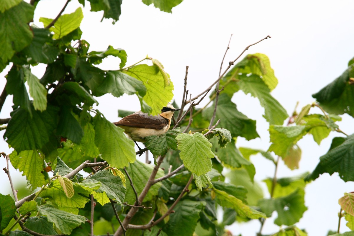 Northern Wheatear - Elan Federico Zucchetti