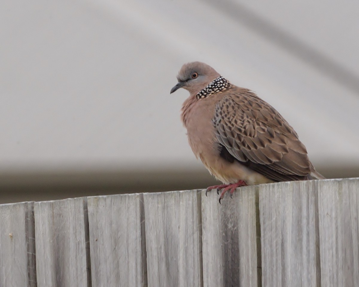 珠頸斑鳩 - ML619519612