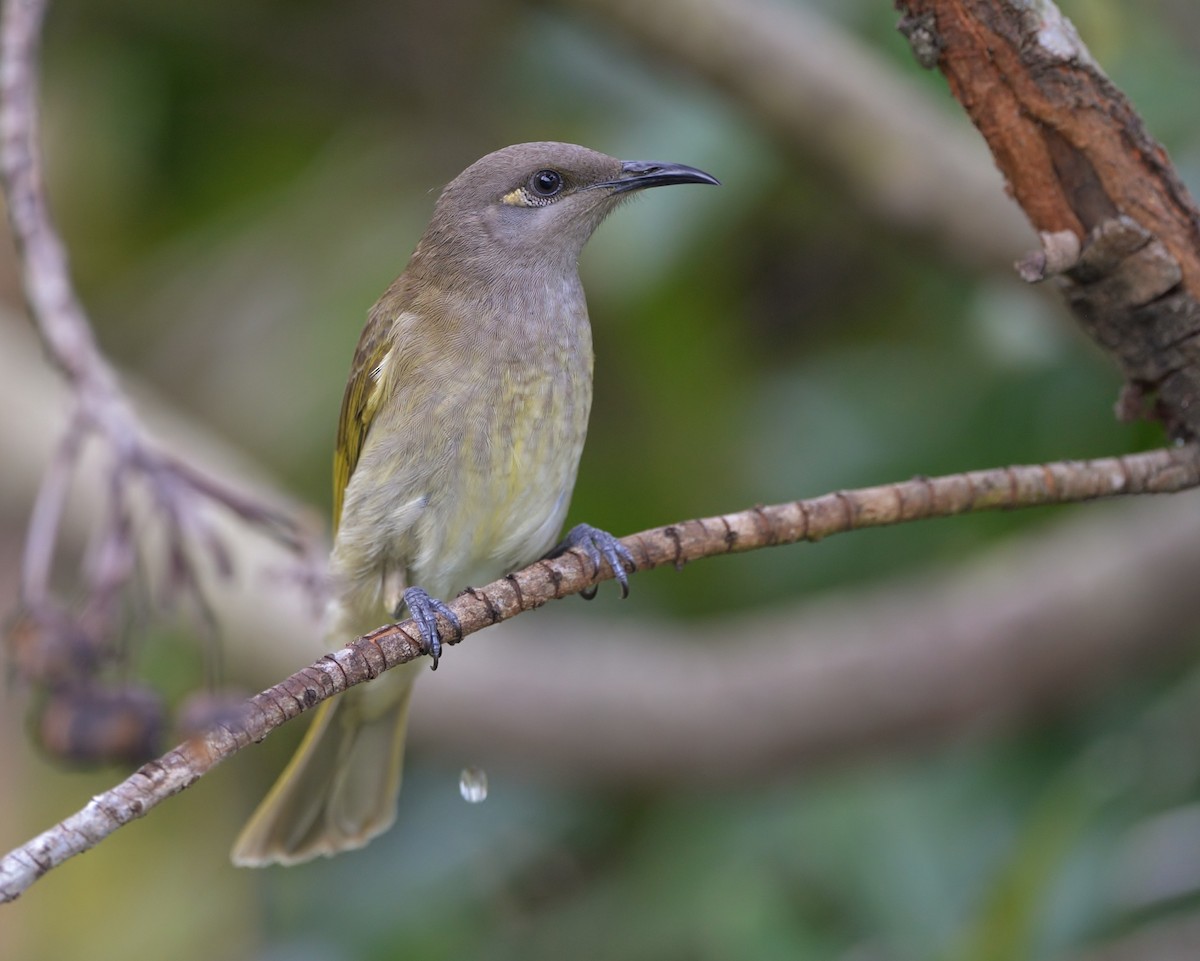 Brown Honeyeater - Peter Storer