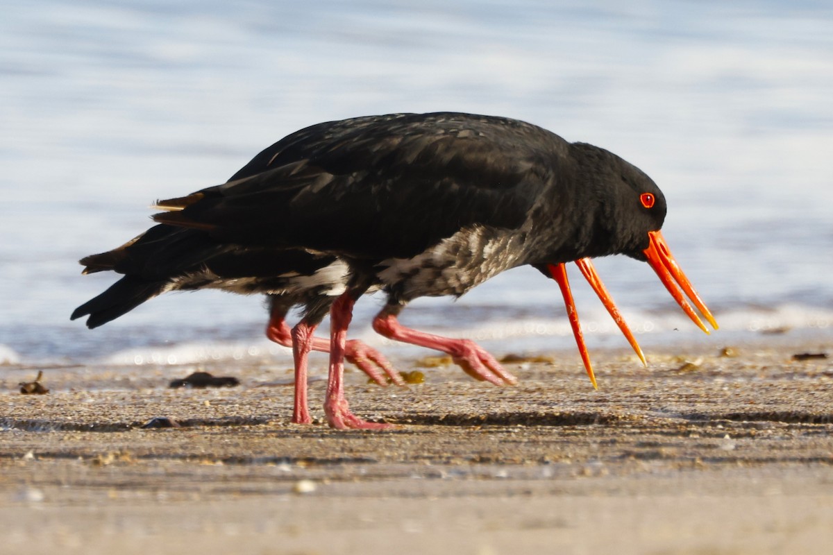 Variable Oystercatcher - John Mills