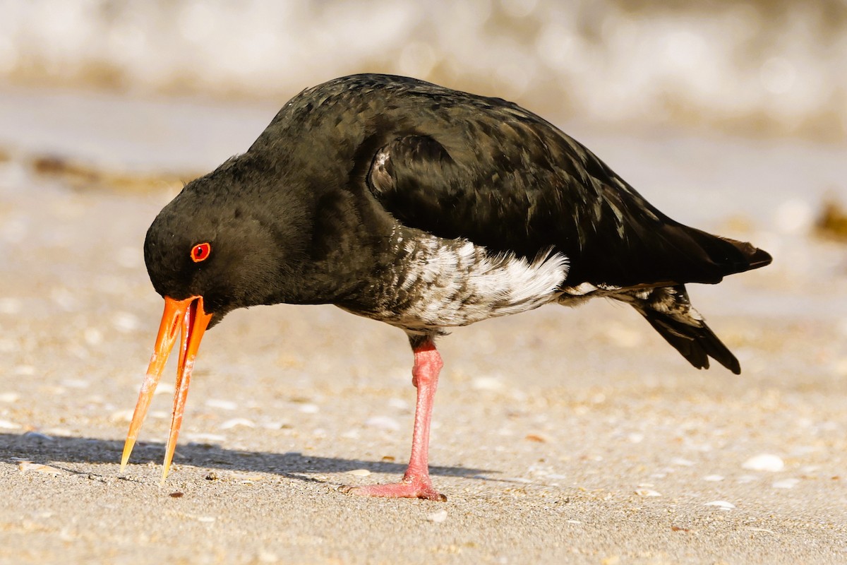 Variable Oystercatcher - ML619519616