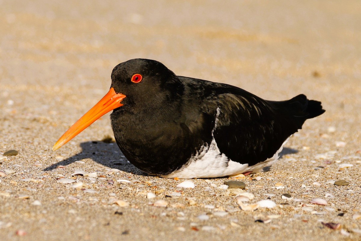 Variable Oystercatcher - ML619519617