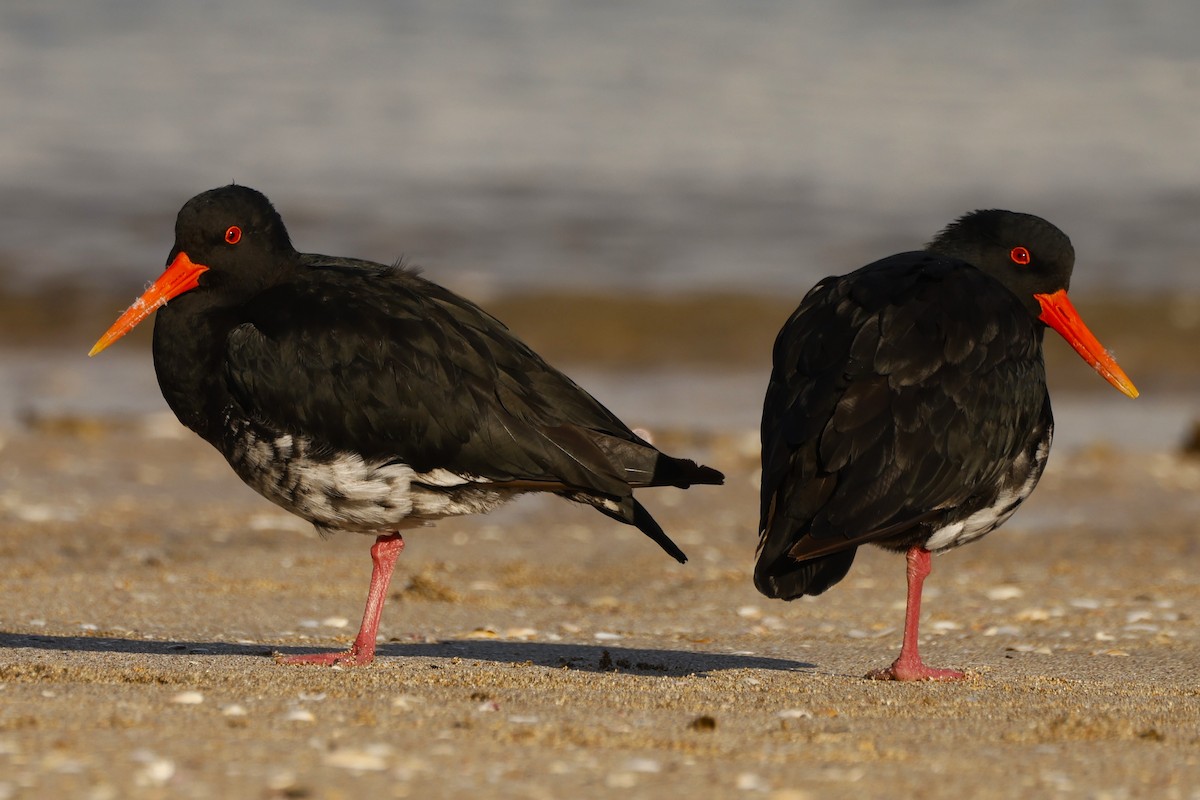 Variable Oystercatcher - John Mills