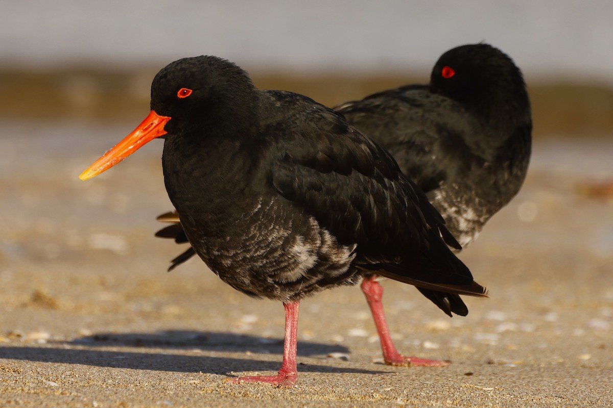 Variable Oystercatcher - John Mills