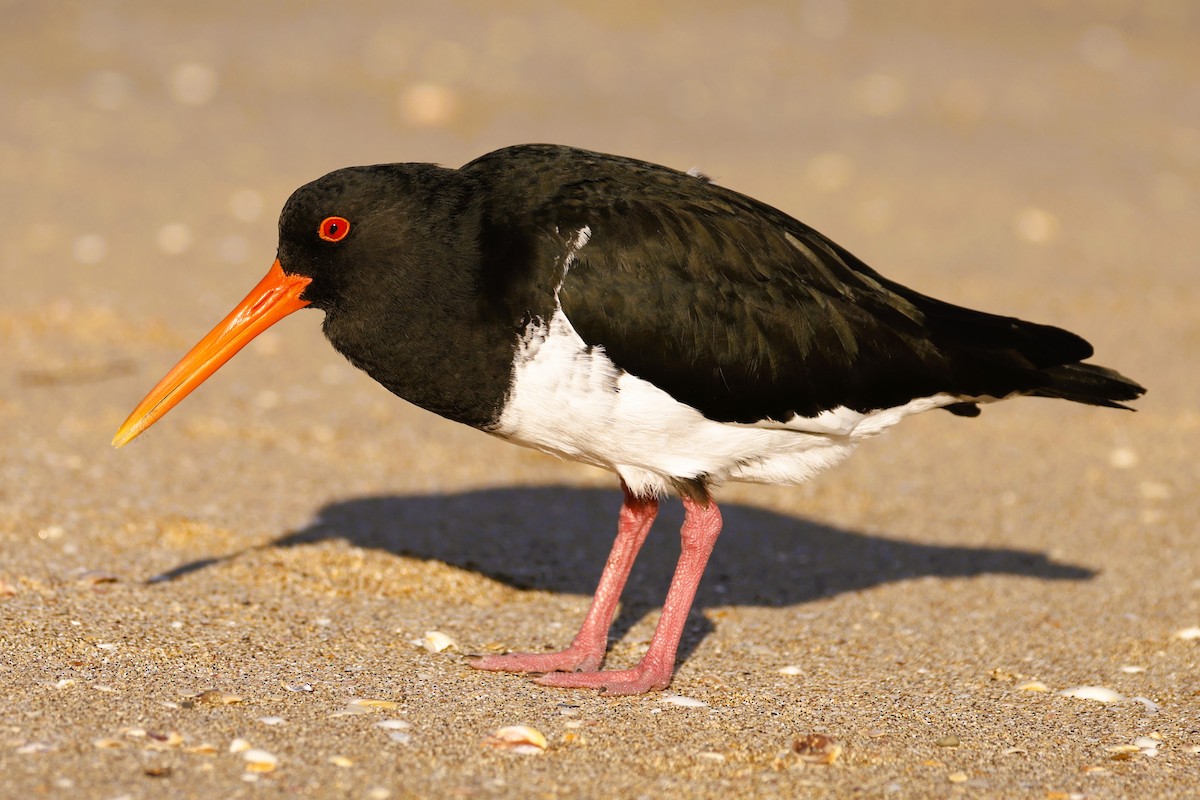 Variable Oystercatcher - John Mills