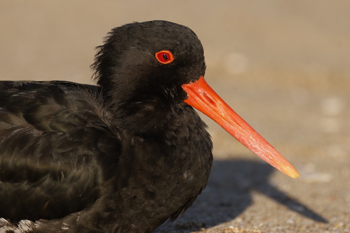 Variable Oystercatcher - John Mills