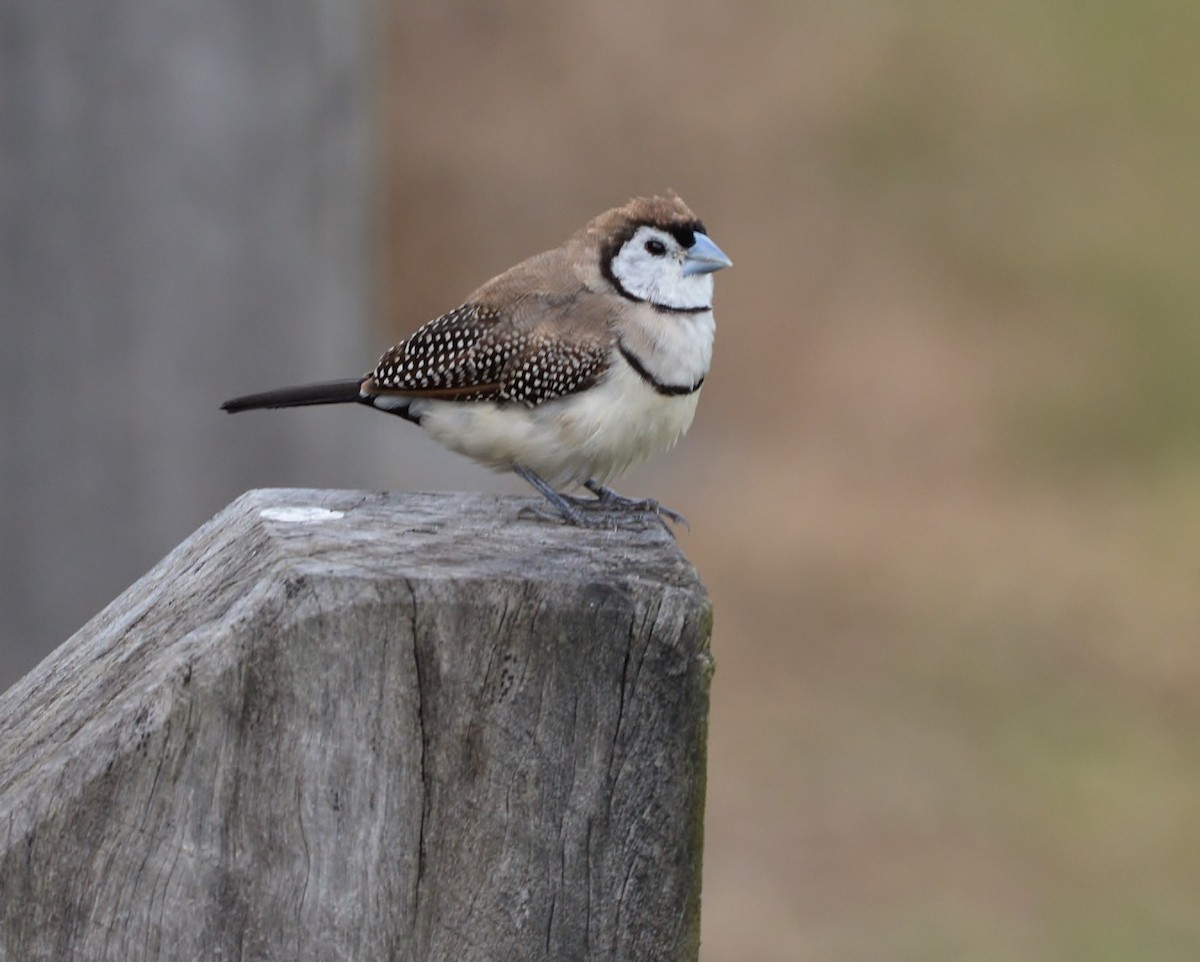 Double-barred Finch - Peter Storer