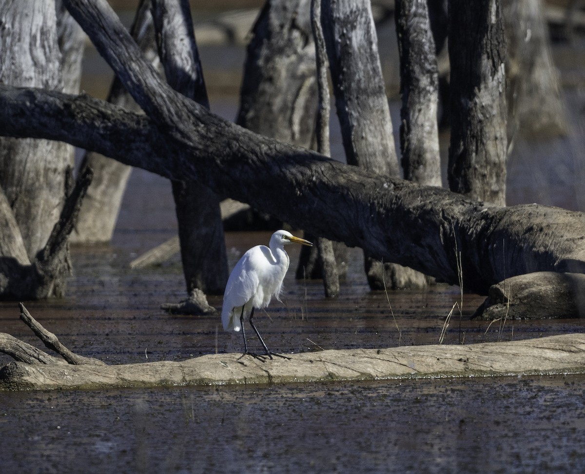 Plumed Egret - Roy Burgess