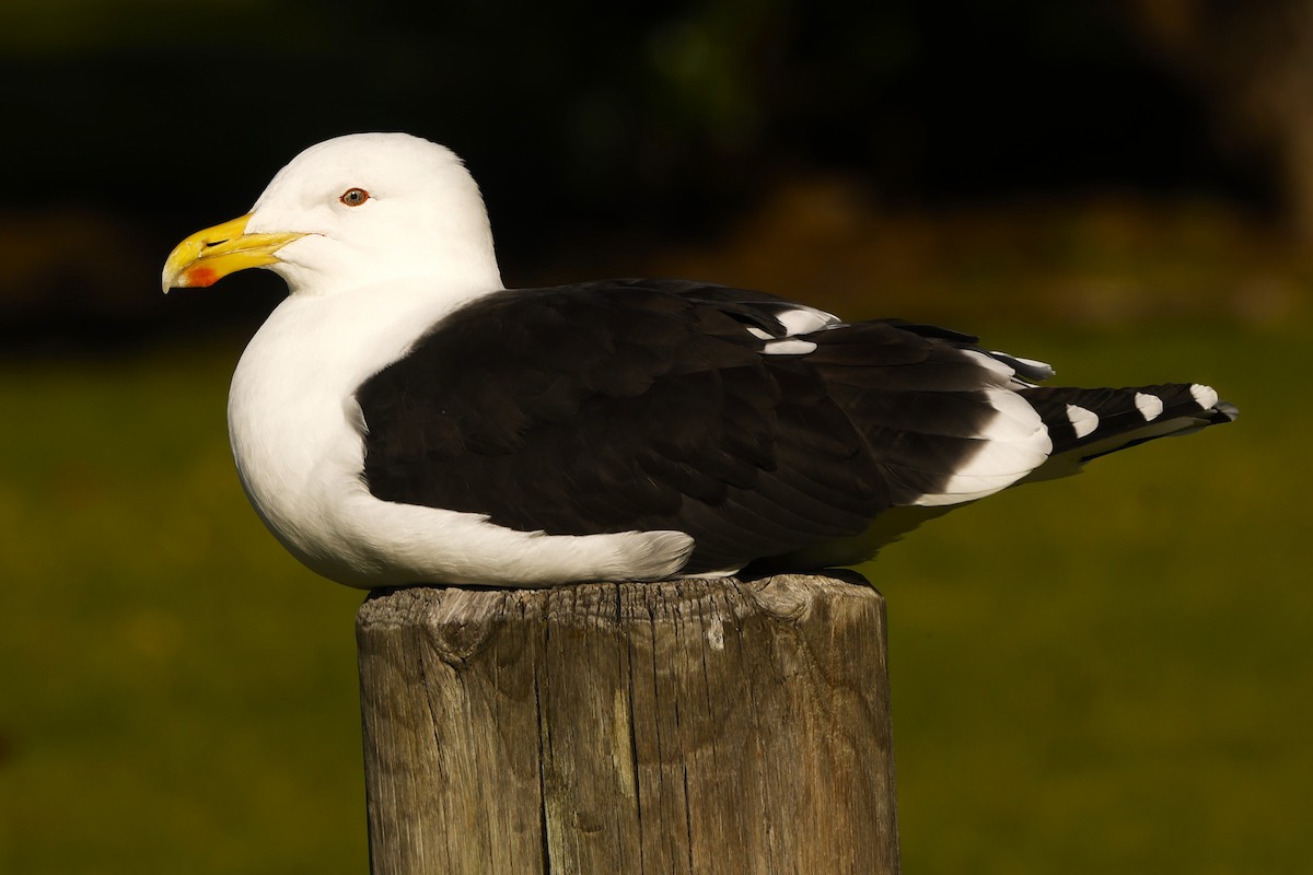 Kelp Gull (dominicanus) - John Mills