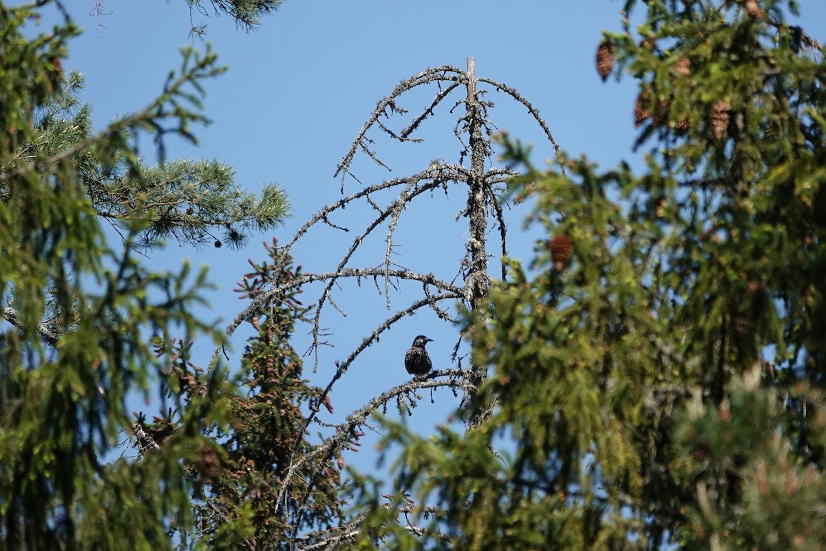 Eurasian Nutcracker - Thomas Gibson