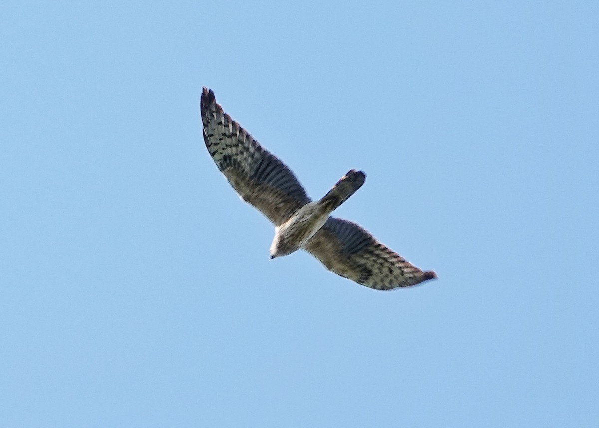 Montagu's Harrier - Thomas Gibson