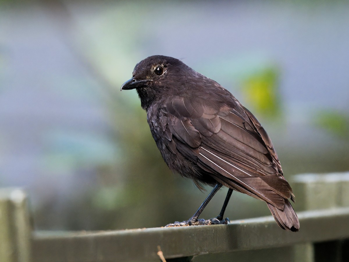 Bornean Whistling-Thrush - ML619519639